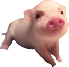 A small, very happy pig